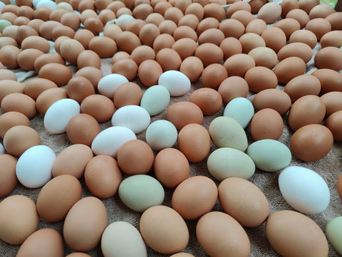 Pastured Eggs